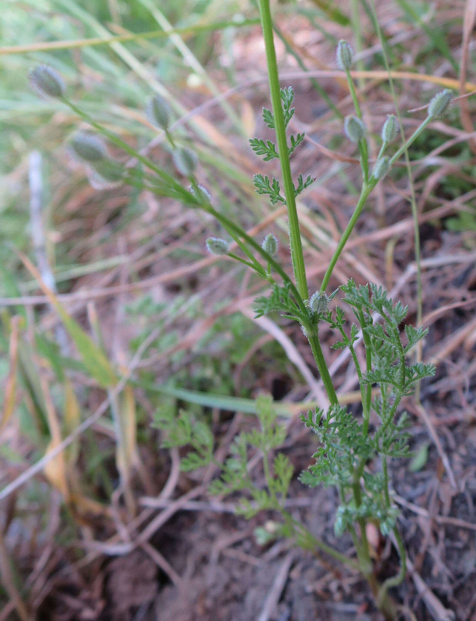 Image of Daucus glochidiatus (Labill.) Fischer, C. Meyer & Ave Lall.