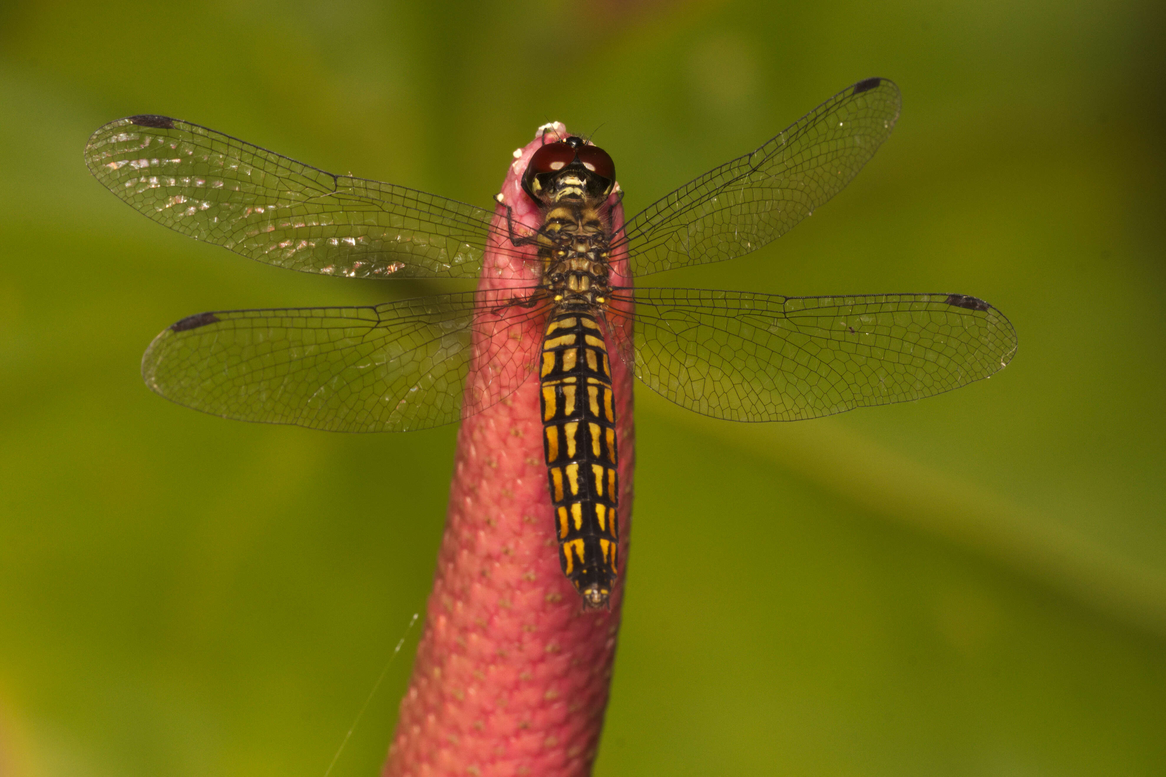 Image of little bloodtail