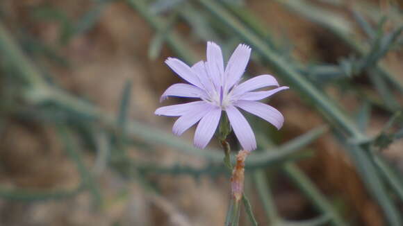 Image of Lactuca tenerrima Pourr.