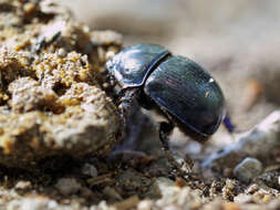 Слика од Geotrupes stercorarius (Linnaeus 1758)