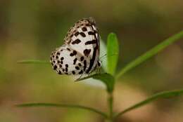 Image of Common Pierrot