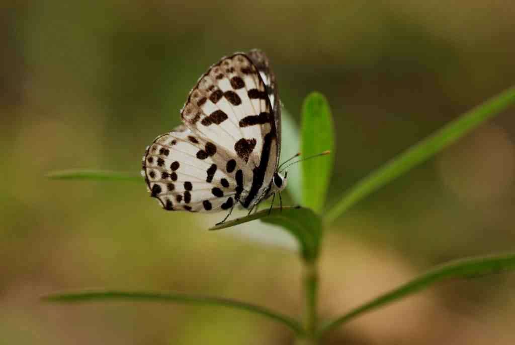 Image of Common Pierrot