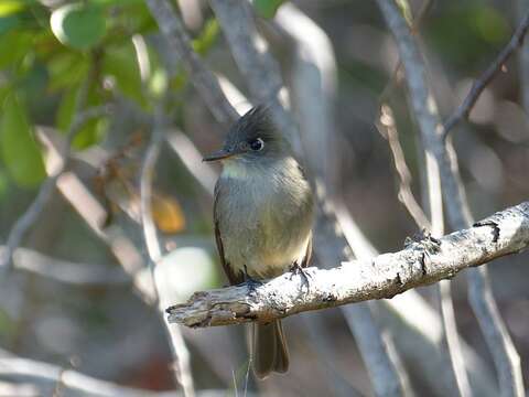 Image of Cuban Pewee