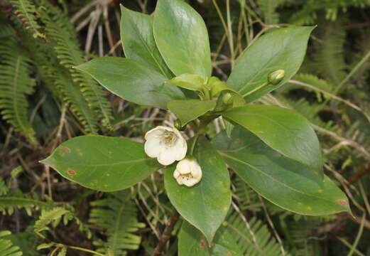 Image of Kokee Island-Loosestrife