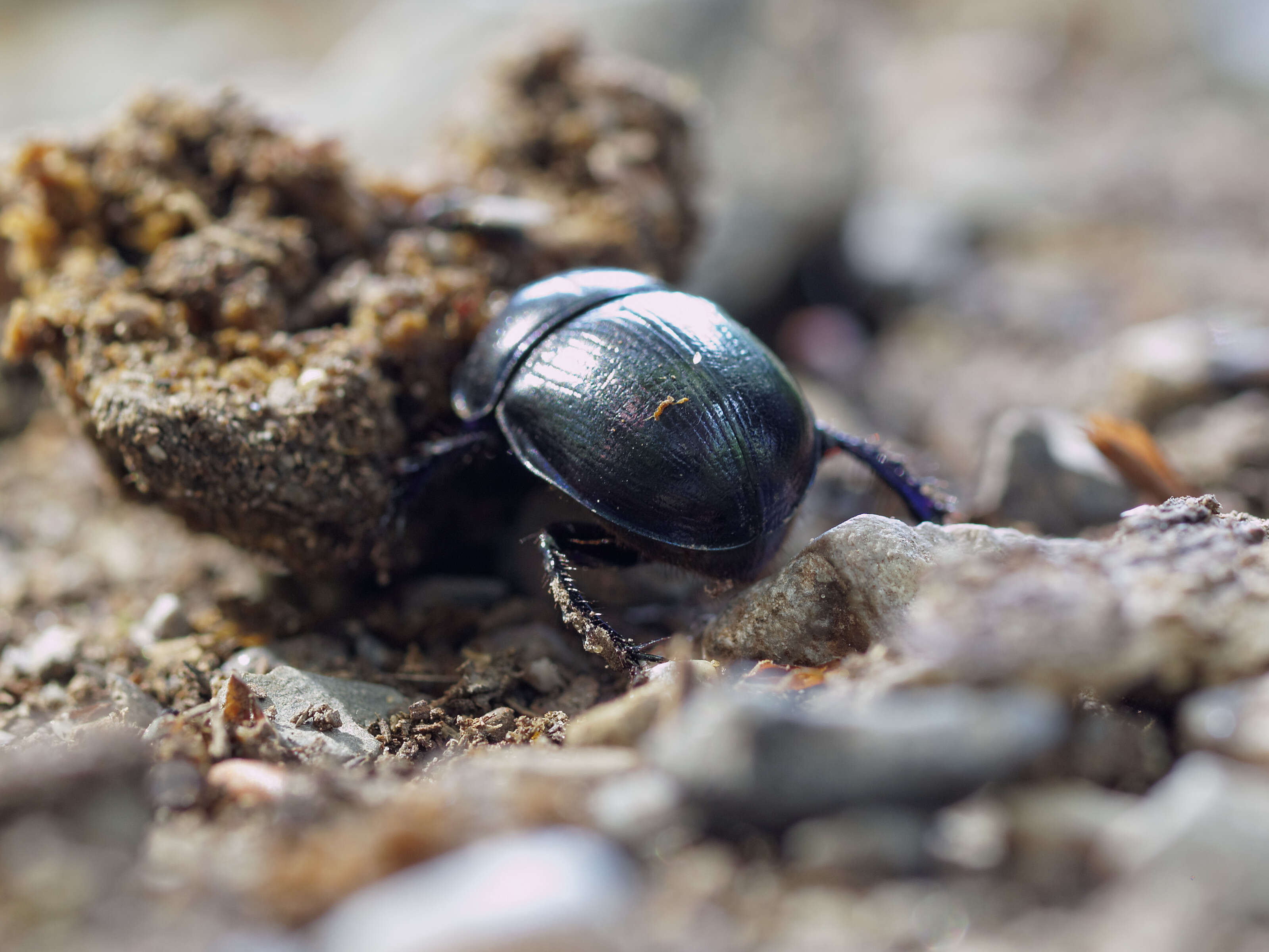 Image of Scarabaeus sacer Linnaeus 1758