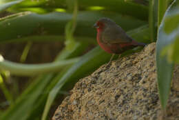 Image of African Firefinch