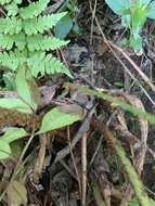 Image of Dryopteris lewalleana Pic. Serm.