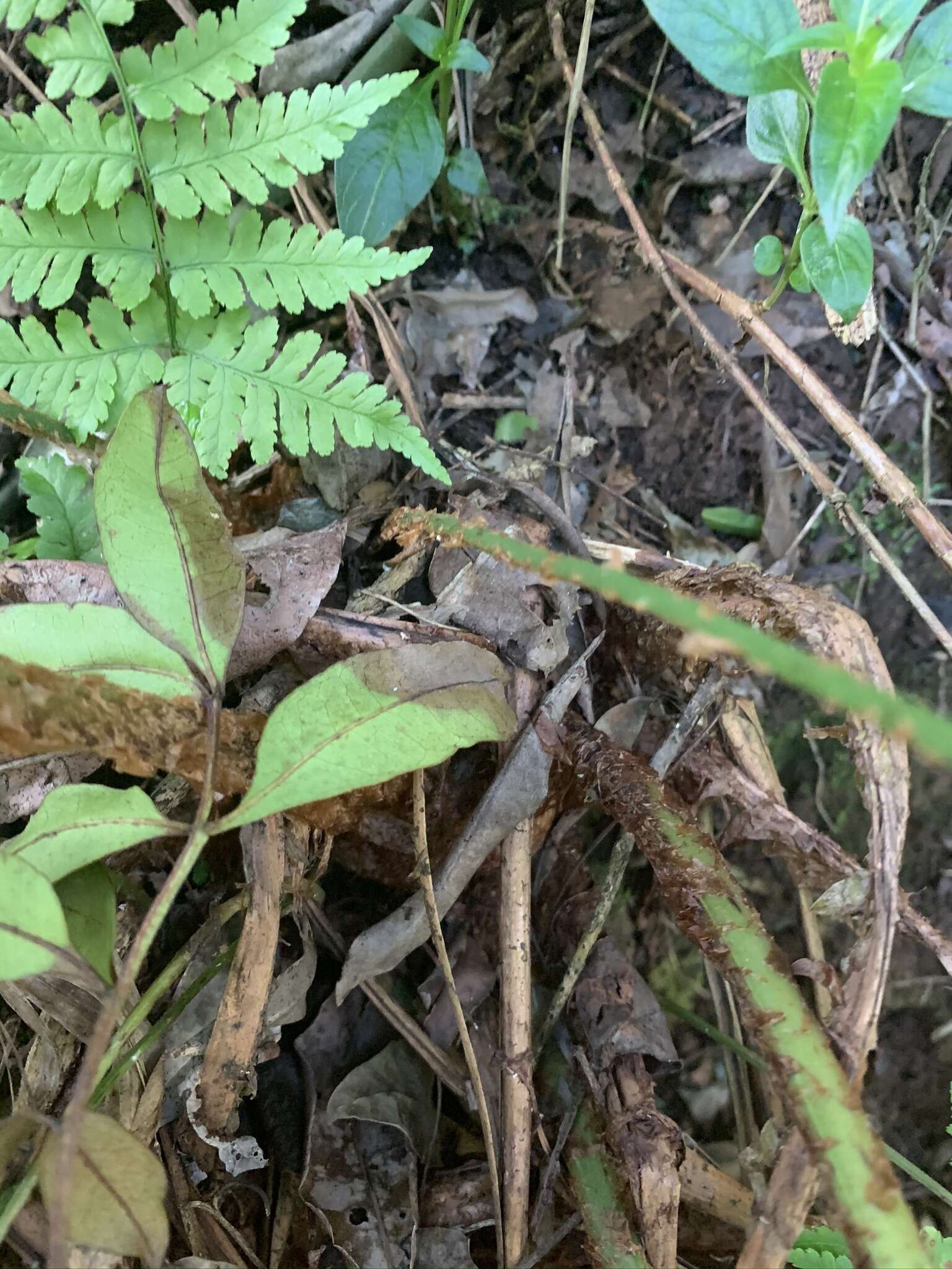 Image of Dryopteris lewalleana Pic. Serm.