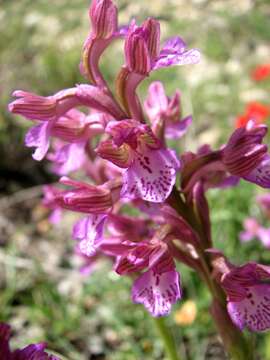 Image of Anacamptis feinbruniae (H. Baumann & Dafni) H. Kretzschmar, Eccarius & H. Dietr.