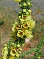 Verbascum nigrum L. resmi