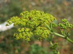 Image of wild parsnip