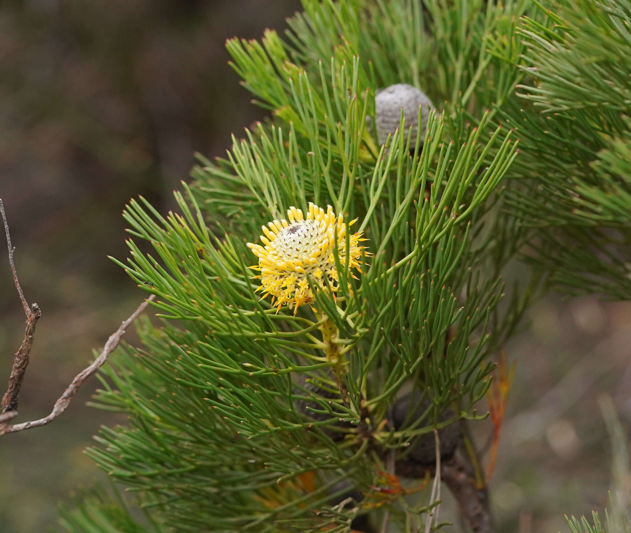 Image of Isopogon anethifolius (Salisb.) Knight