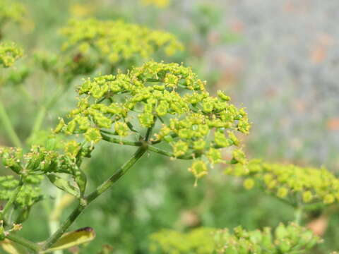 Image of wild parsnip