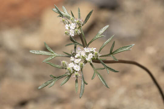 Image of Daucus involucratus Sibth. & Sm.