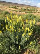 Plancia ëd Linaria ventricosa Cosson & Bal.