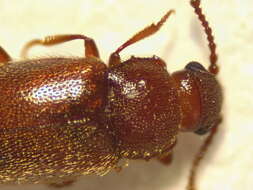 Слика од Cryptophagus pilosus Gyllenhal 1827