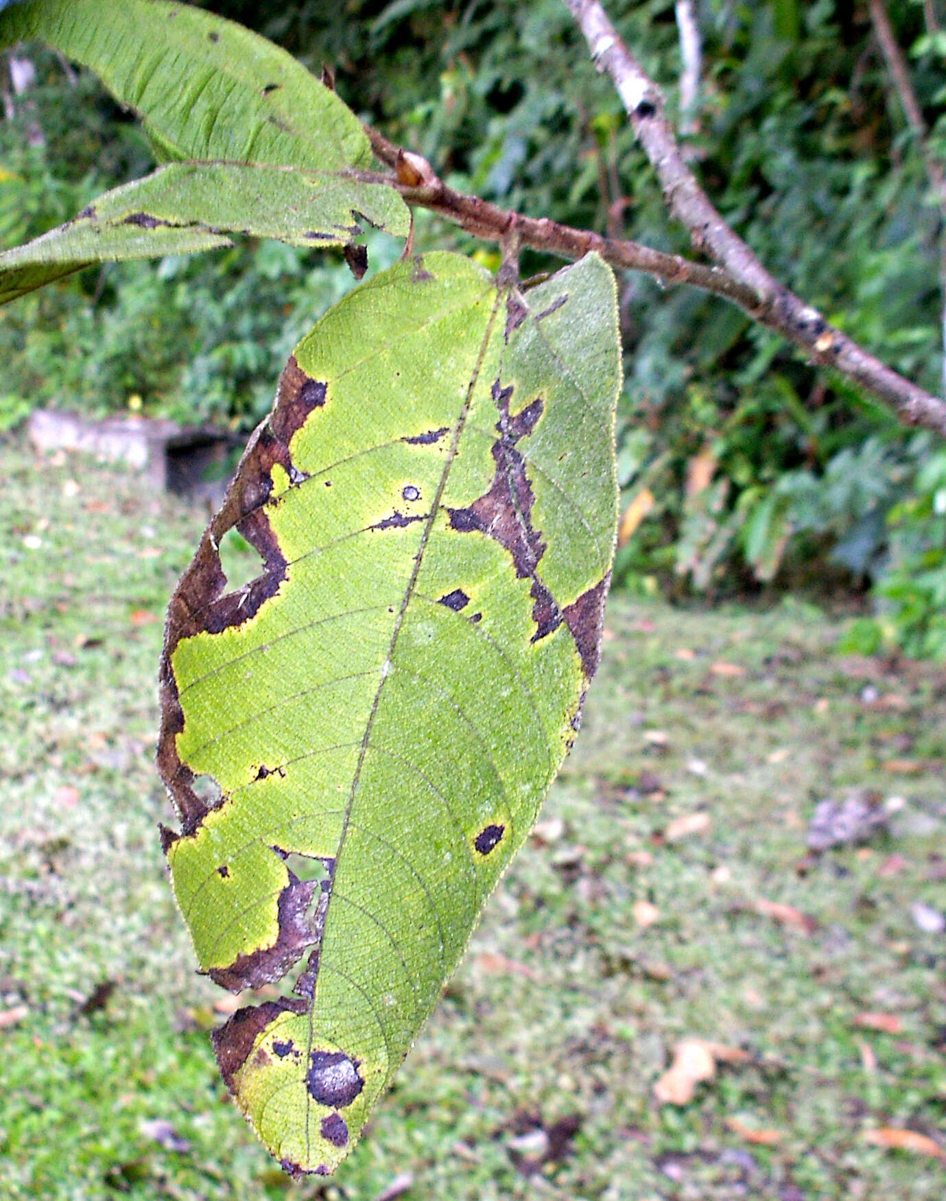 Apeiba tibourbou Aubl.的圖片