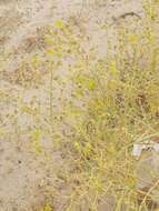 Image of Haplophyllum tuberculatum (Forsk.) Ad. Juss.