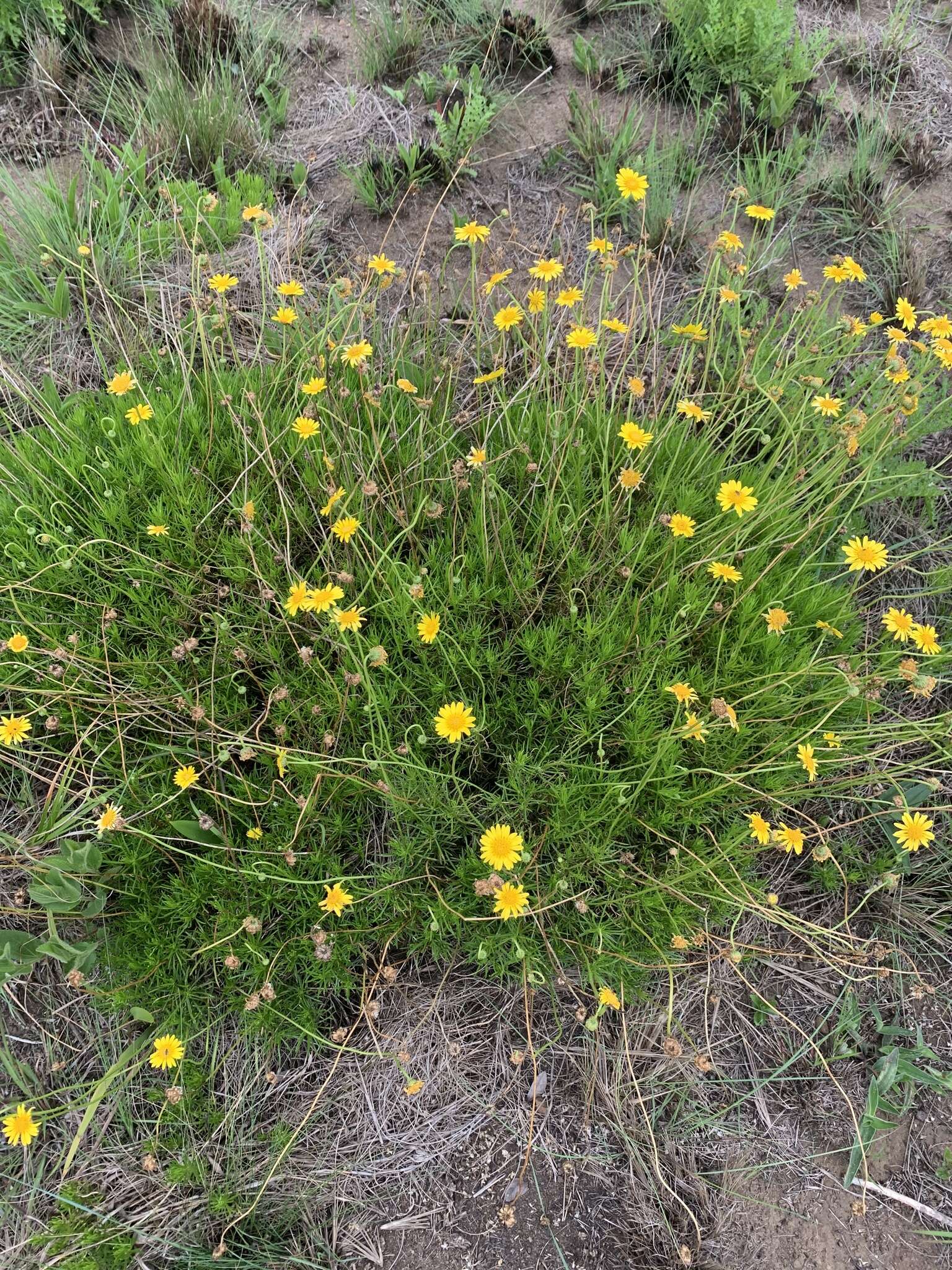 Imagem de Euryops pedunculatus N. E. Br.