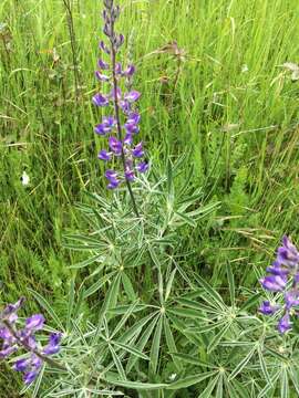 Imagem de Lupinus arbustus Lindl.