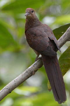 Macropygia amboinensis (Linnaeus 1766)的圖片