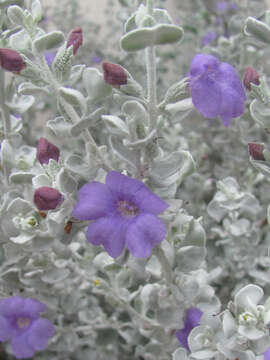 Image de Leucophyllum candidum I. M. Johnston