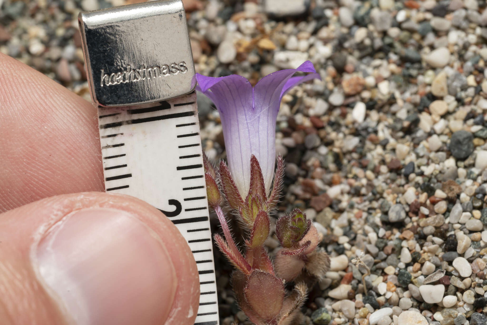 Imagem de Campanula rhodensis A. DC.