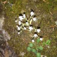 Plancia ëd Saxifraga hirsuta subsp. hirsuta