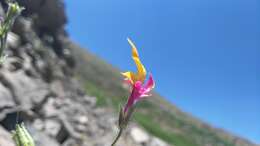 Imagem de Schizanthus coccineus (Phil.) J. M. Watson