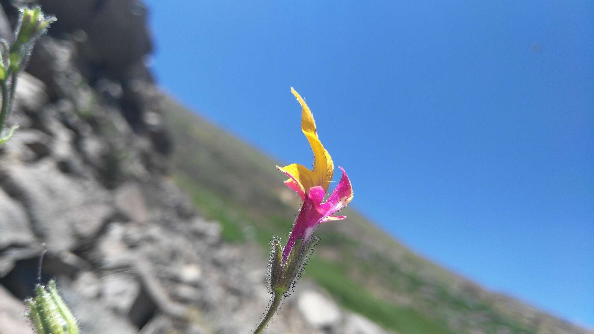 Imagem de Schizanthus coccineus (Phil.) J. M. Watson