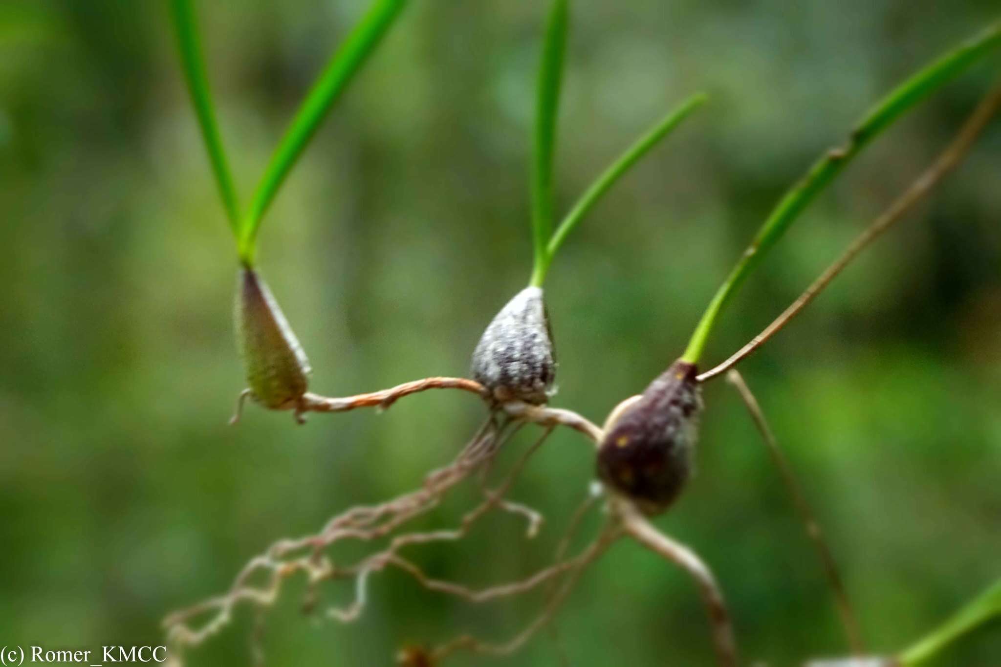 Image de Bulbophyllum rauhii Toill.-Gen. & Bosser