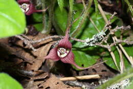 Image of British Columbia wildginger