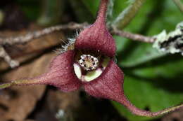 Image of Wild ginger