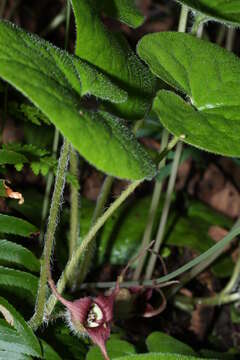 Image of Wild ginger