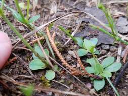 Image of Piedmont False Pimpernel