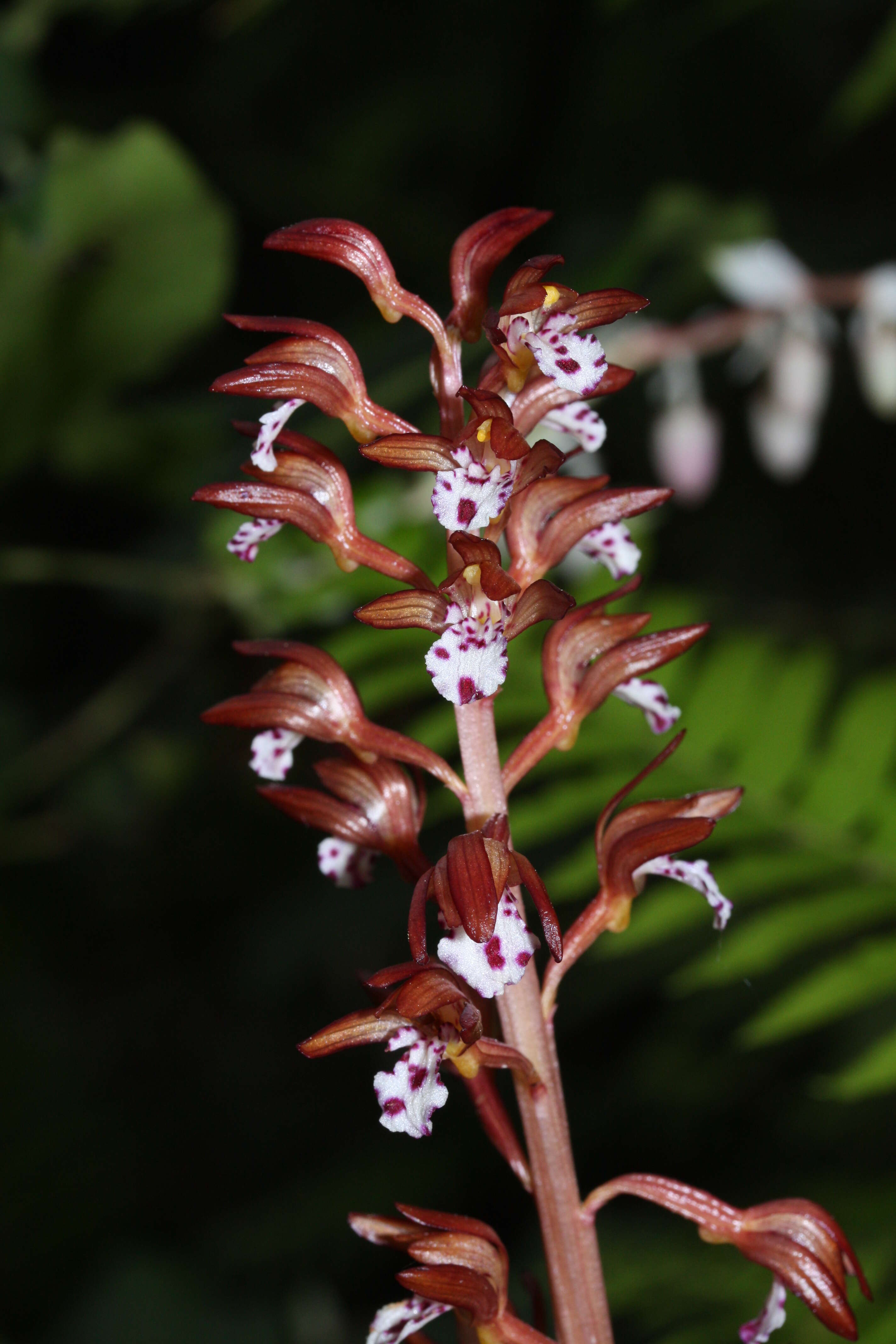 Image of Spotted coralroot