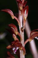 Image of Spotted coralroot