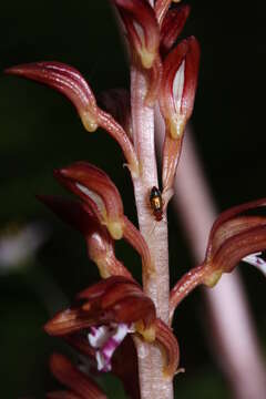 Image of Spotted coralroot