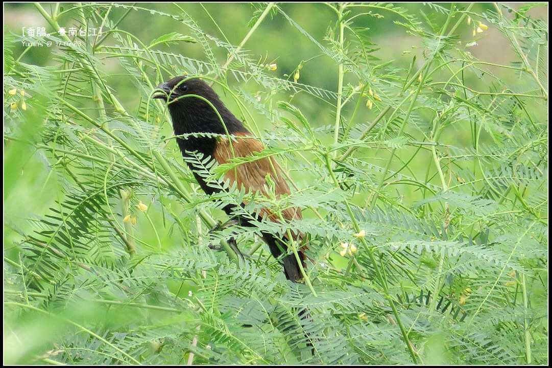 Image of Lesser Coucal