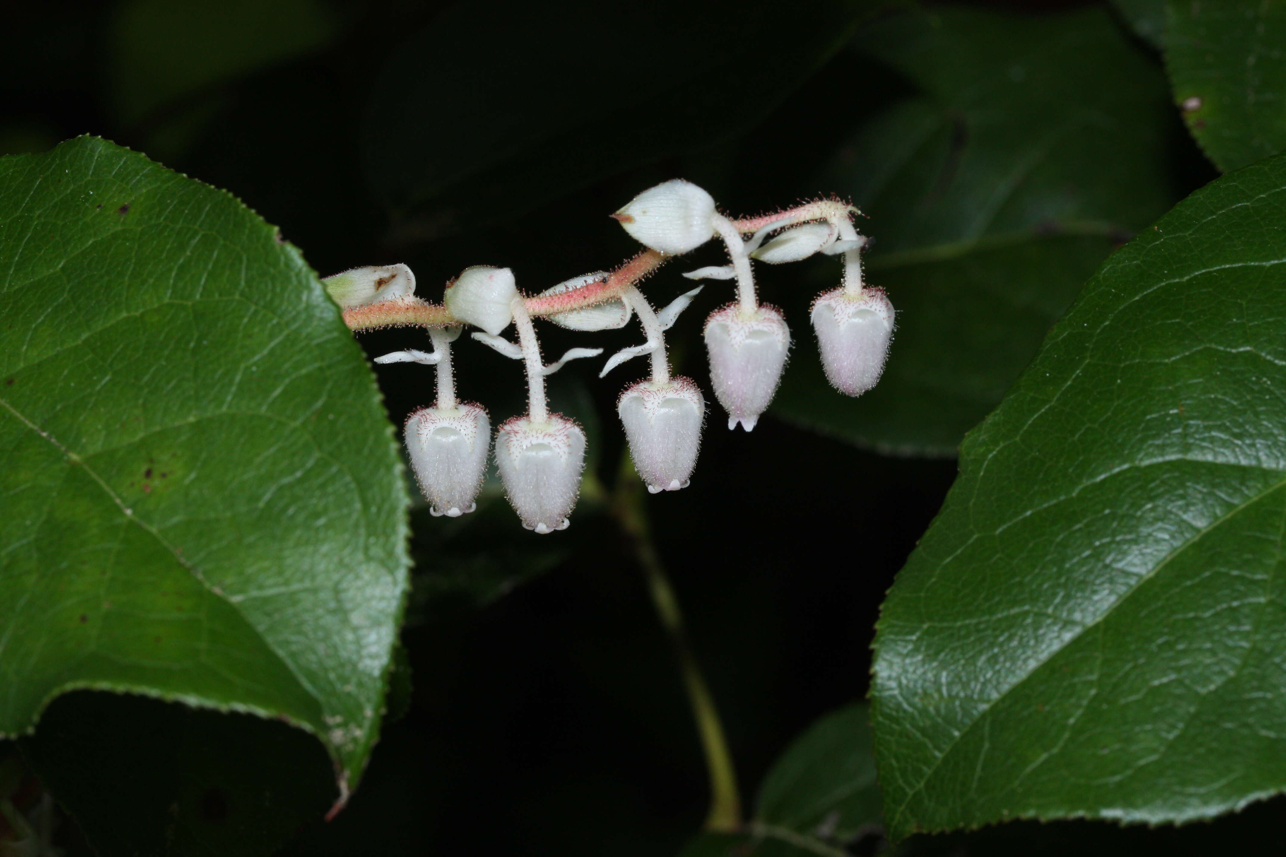 Image of salal