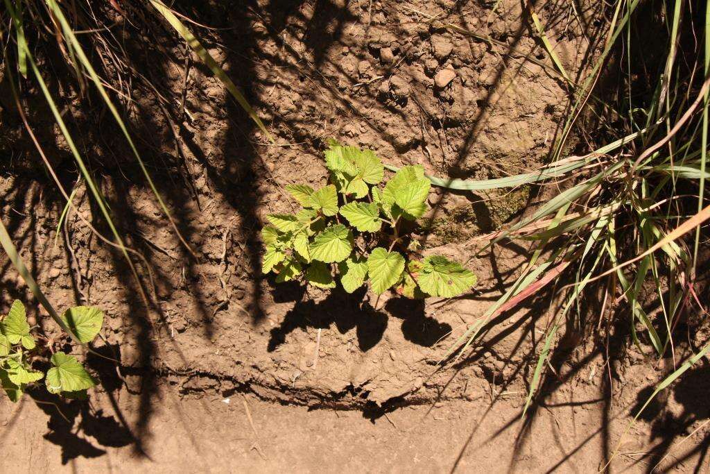 Image of Pelargonium dispar N. E. Br.