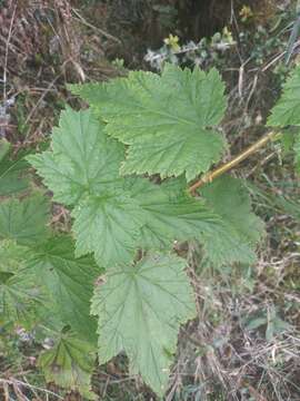 Image of Ribes bolivianum Jancz.