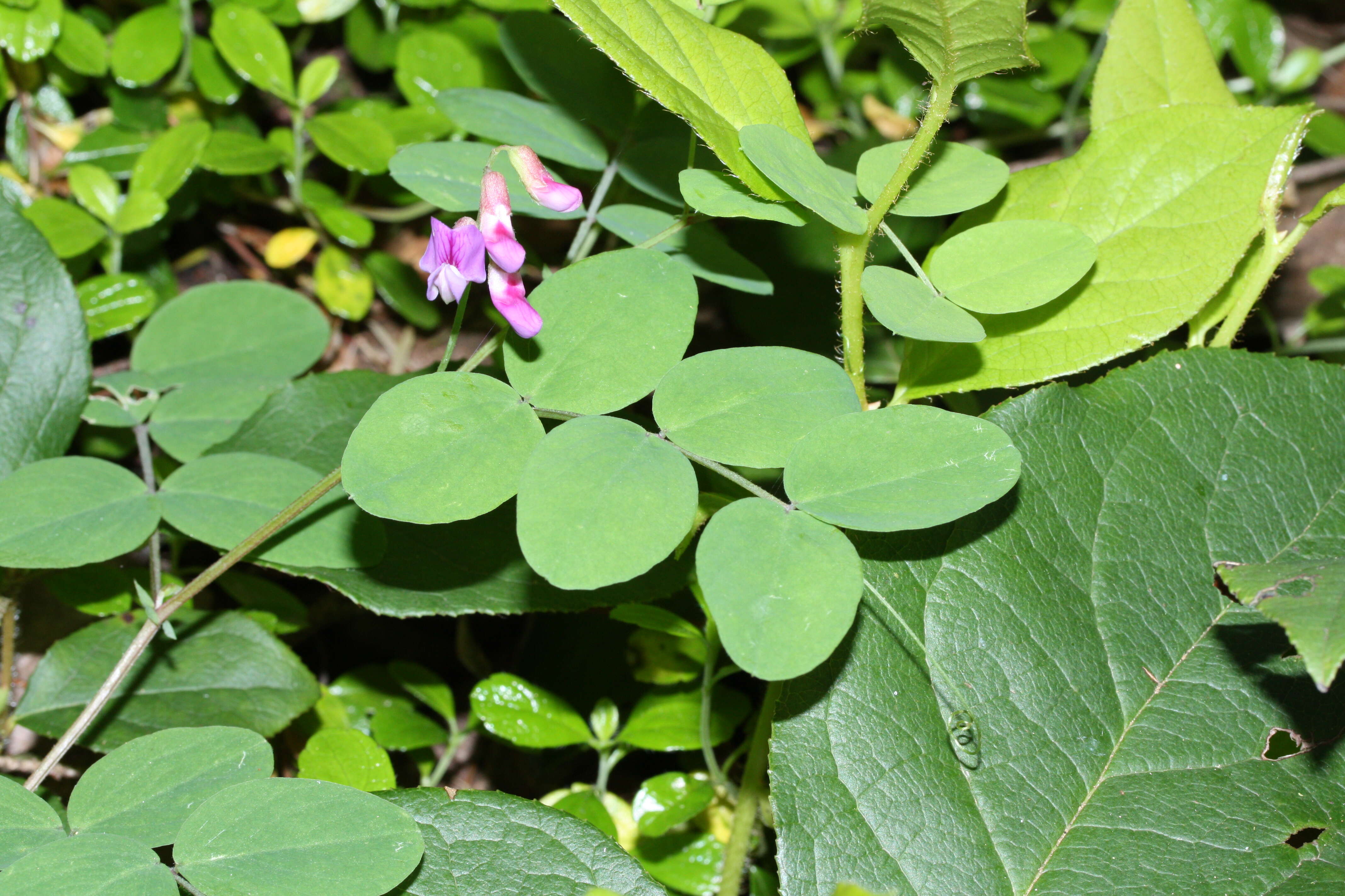 Imagem de Lathyrus nevadensis S. Watson