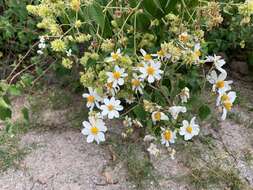 Image of Montanoa leucantha (Lag. & Segura) S. F. Blake