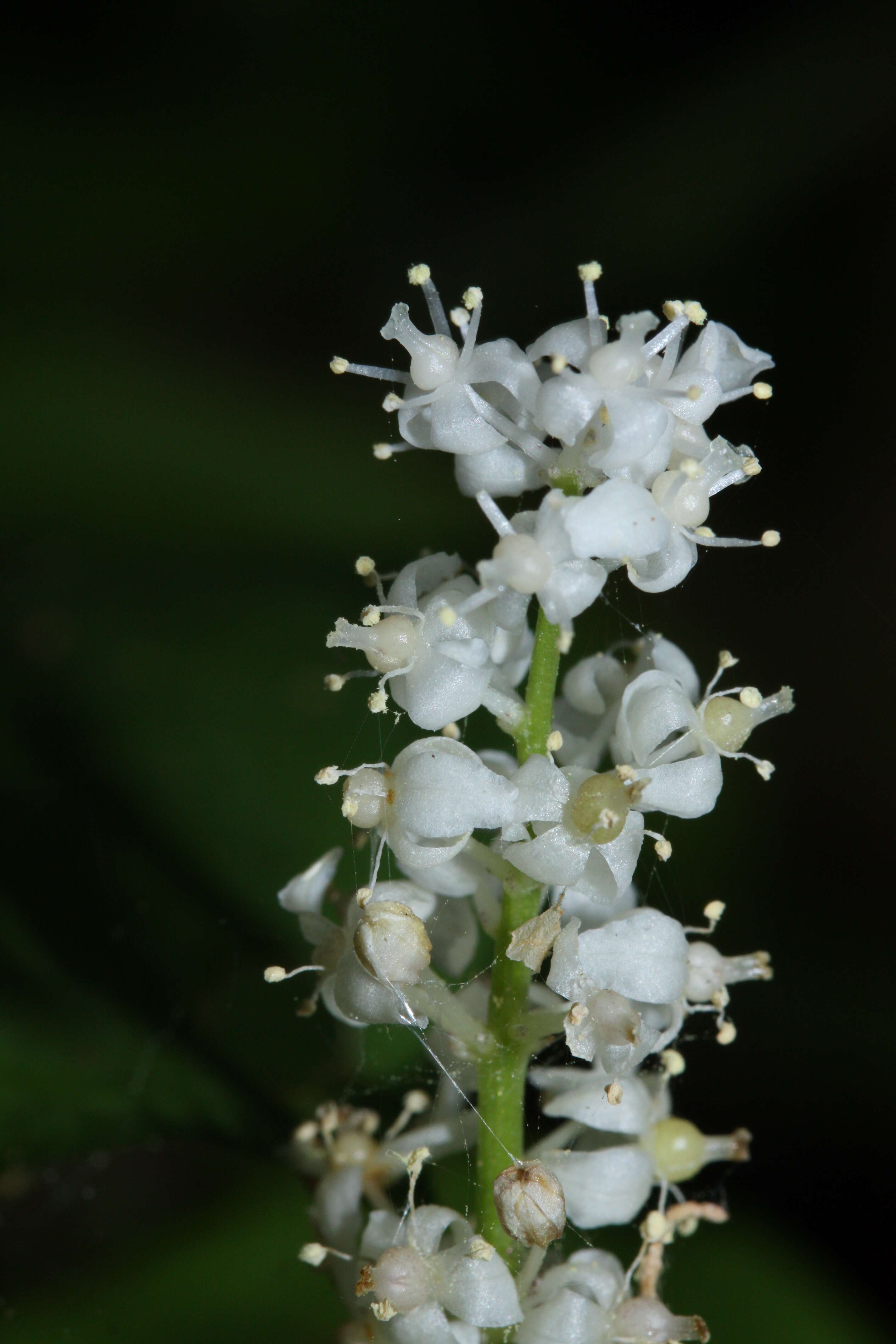 Imagem de Maianthemum dilatatum (Alph. Wood) A. Nelson & J. F. Macbr.