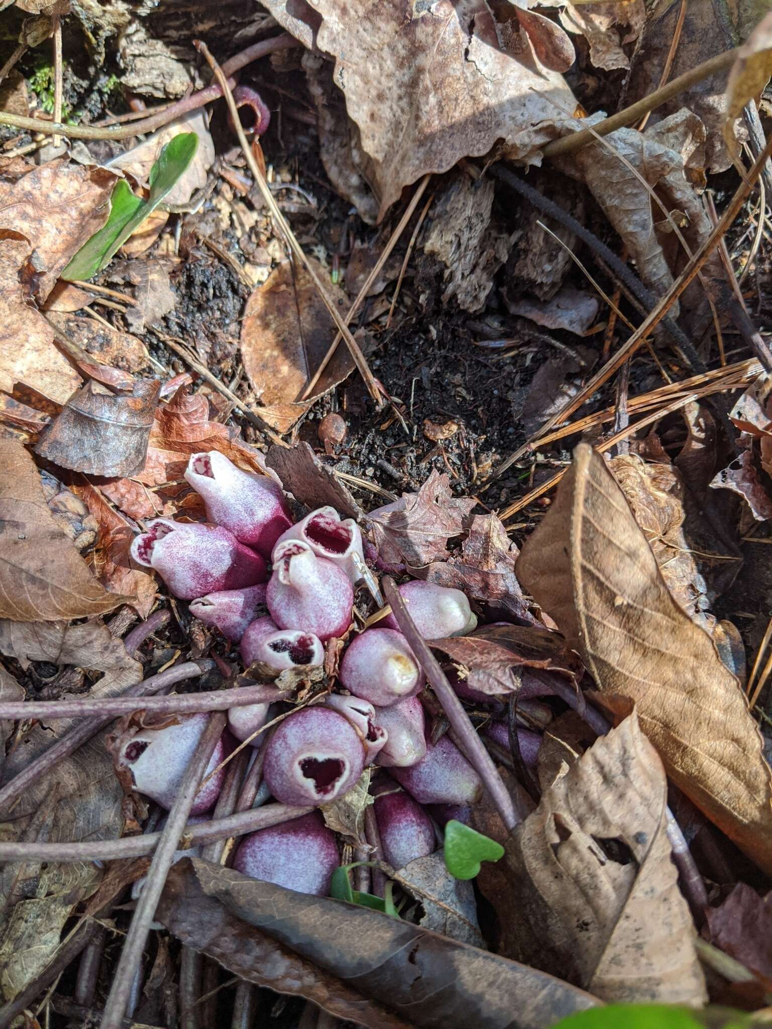 Image of North Fork heartleaf