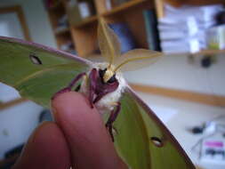 Image of Luna Moth