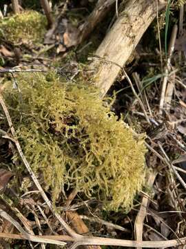 Image of eurhynchium moss