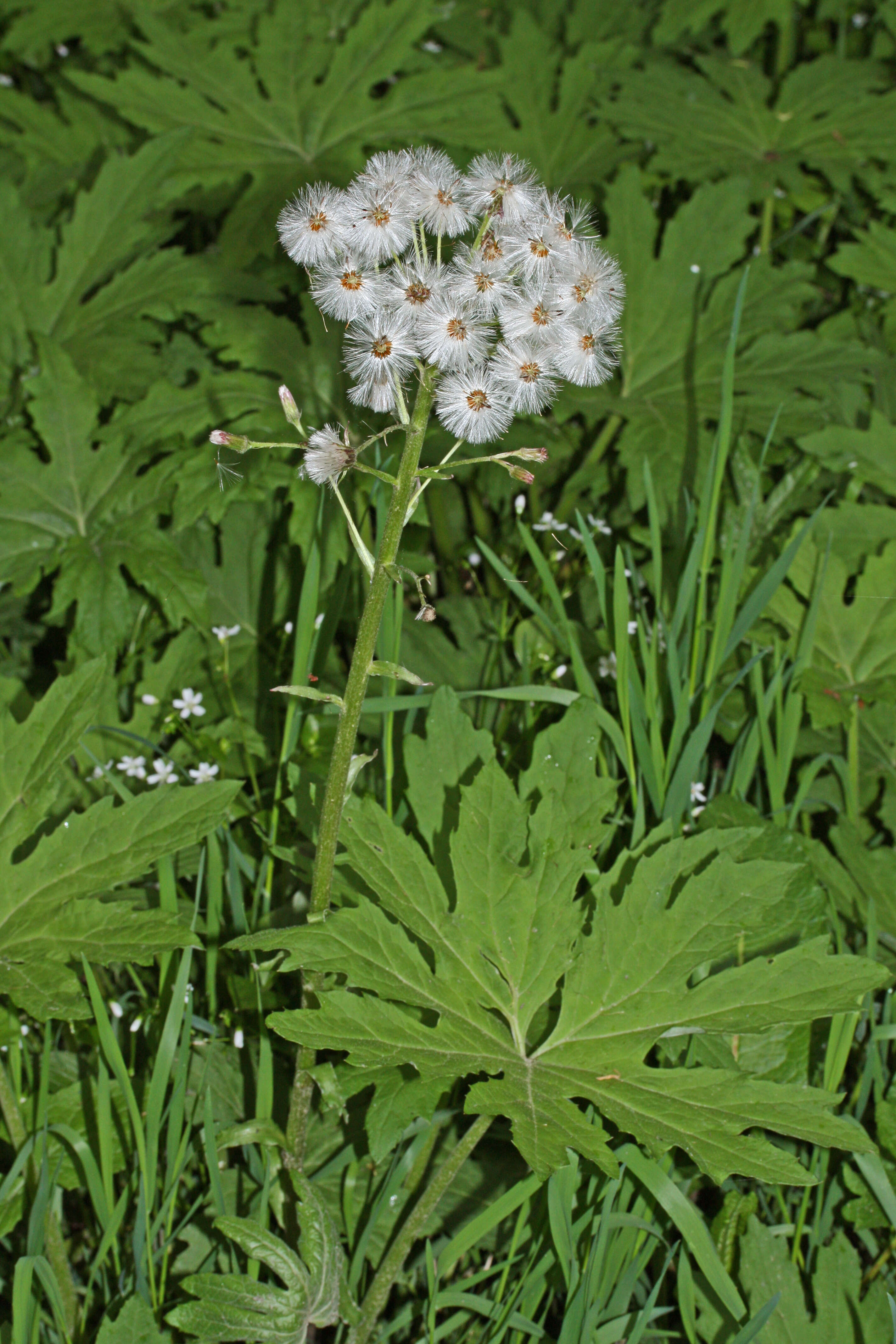 Image of arctic sweet coltsfoot