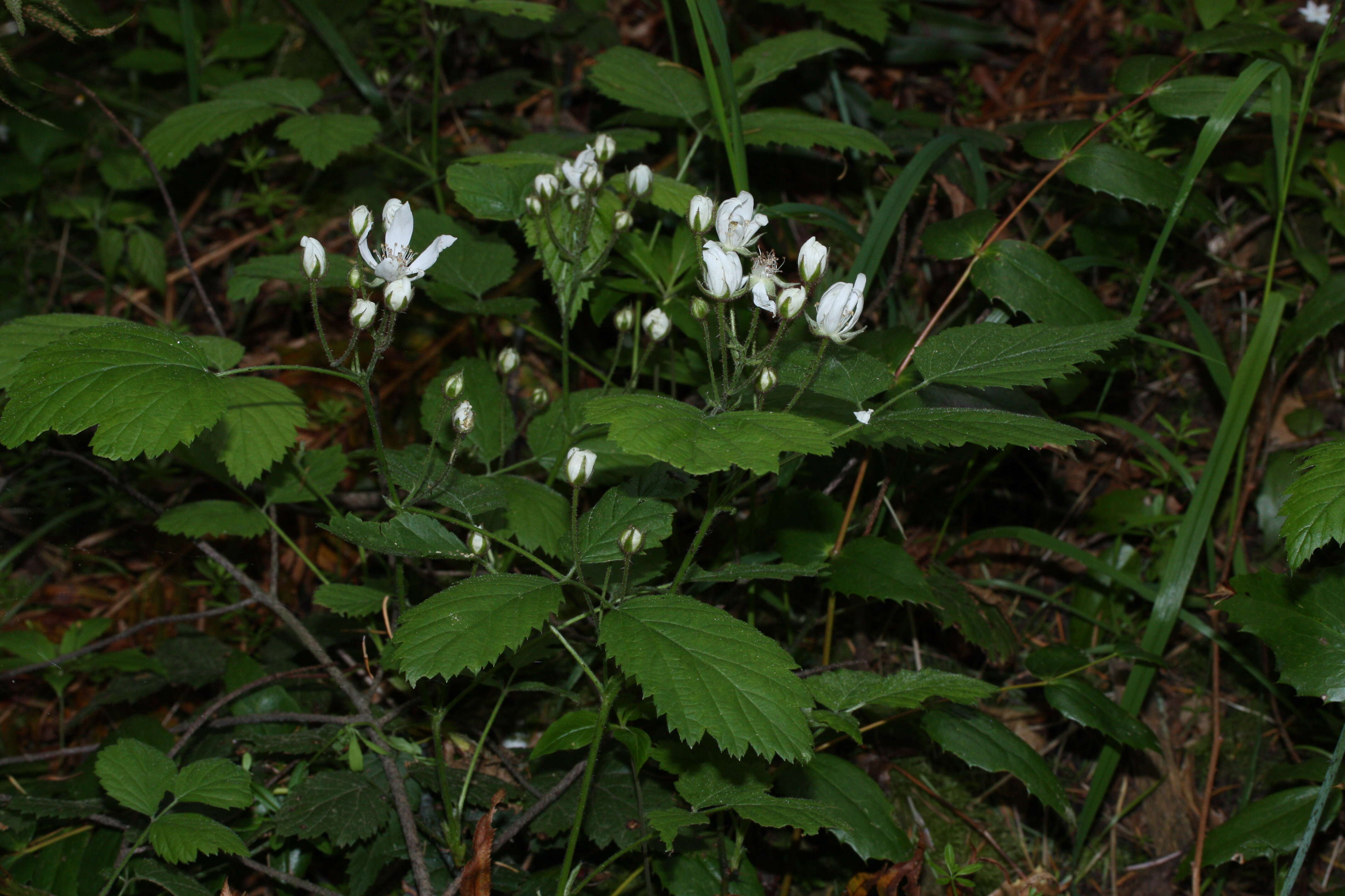 Слика од Rubus ursinus Cham. & Schltdl.